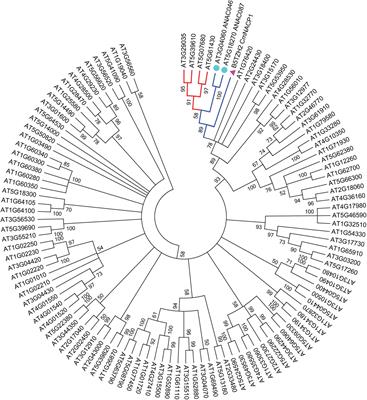 The NAC Transcription Factor ANAC087 Induces Aerial Rosette Development and Leaf Senescence in Arabidopsis